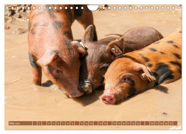 Produktbild: Gl&uuml;ckliche Schweine Berkshire-Iberico Ferkel (Wandkalender 2026 DIN A4 quer), CALVENDO Monatskalender