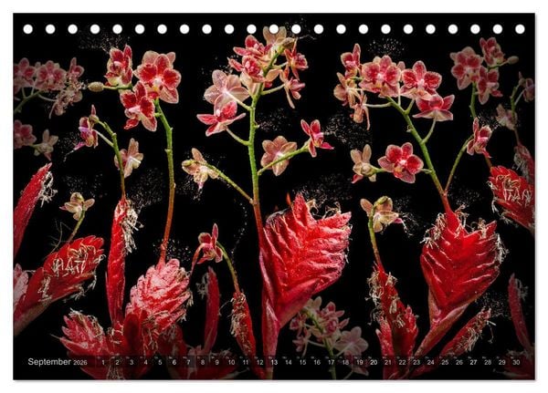 Produktbild: Orchidea (Tischkalender 2026 DIN A5 quer), CALVENDO Monatskalender