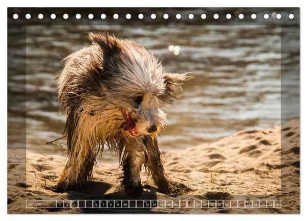 Produktbild: Bearded Collie, mein Freund (Tischkalender 2026 DIN A5 quer), CALVENDO Monatskalender