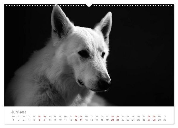 Produktbild: Hundeportraits Fine Art (Wandkalender 2026 DIN A2 quer), CALVENDO Monatskalender