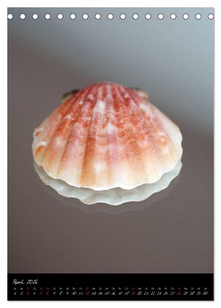 Produktbild: Muscheln und Schnecken (Tischkalender 2026 DIN A5 hoch), CALVENDO Monatskalender