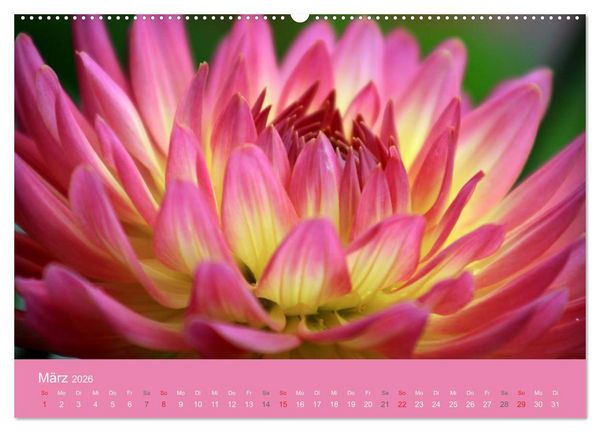 Produktbild: Dahlien (Wandkalender 2026 DIN A2 quer), CALVENDO Monatskalender