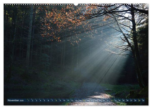 Produktbild: Spaziergang im Wald (hochwertiger Premium Wandkalender 2026 DIN A2 quer), Kunstdruck in Hochglanz