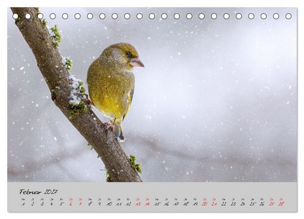 Produktbild: Bunte V&ouml;gel am Futterplatz (Tischkalender 2027 DIN A5 quer), CALVENDO Monatskalender