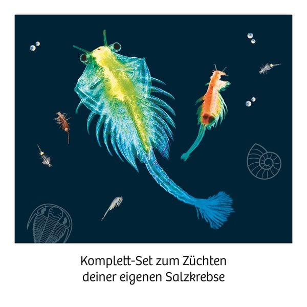 Produktbild: MBE Sea Dogs INT