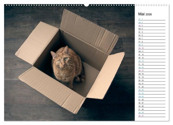 Produktbild: Karton Katzen (Wandkalender 2026 DIN A2 quer), CALVENDO Monatskalender