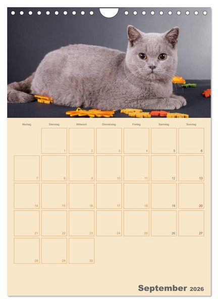 Produktbild: Britisch Kurzhaar Katzen - Planer (Wandkalender 2026 DIN A4 hoch), CALVENDO Monatskalender