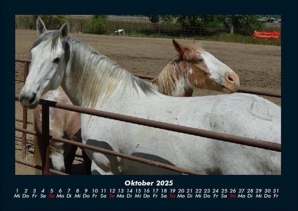 Produktbild: Pferdetraum 2025 Fotokalender DIN A4