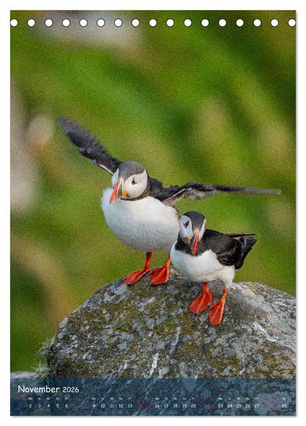 Produktbild: Naturerlebnis Puffin (Tischkalender 2026 DIN A5 hoch), CALVENDO Monatskalender