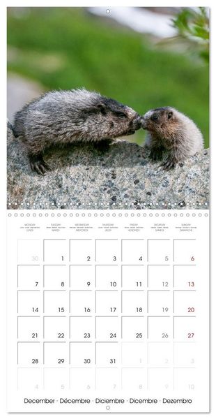 Produktbild: Marmots - Cute and Curious (Wall Calendar 2026 12 &times; 12 Inch) CALVENDO 12 Month Wall Calendar