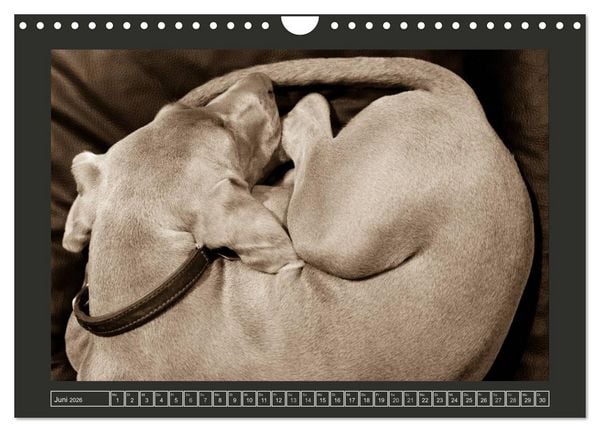 Produktbild: Weimaraner - Ein Welpenjahr (Wandkalender 2026 DIN A4 quer), CALVENDO Monatskalender