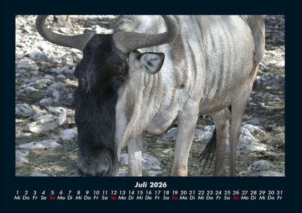 Produktbild: Welt der Tiere 2026 Fotokalender DIN A4