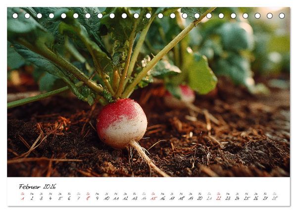 Produktbild: Gem&uuml;segarten - Gem&uuml;se aus dem eigenen Garten (Tischkalender 2026 DIN A5 quer), CALVENDO Monatskalender