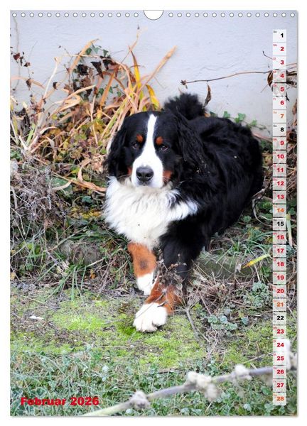 Produktbild: B&Auml;R - Der Berner Sennenhund (Wandkalender 2026 DIN A3 hoch), CALVENDO Monatskalender