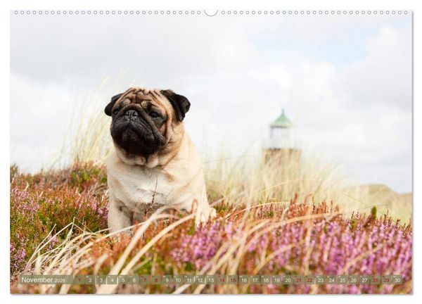 Produktbild: Sylt - Insel der M&ouml;pse (hochwertiger Premium Wandkalender 2026 DIN A2 quer), Kunstdruck in Hochglanz