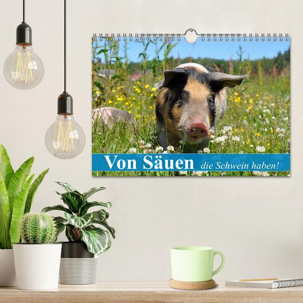 Produktbild: Von S&auml;uen die Schwein haben! (Wandkalender 2026 DIN A4 quer), CALVENDO Monatskalender