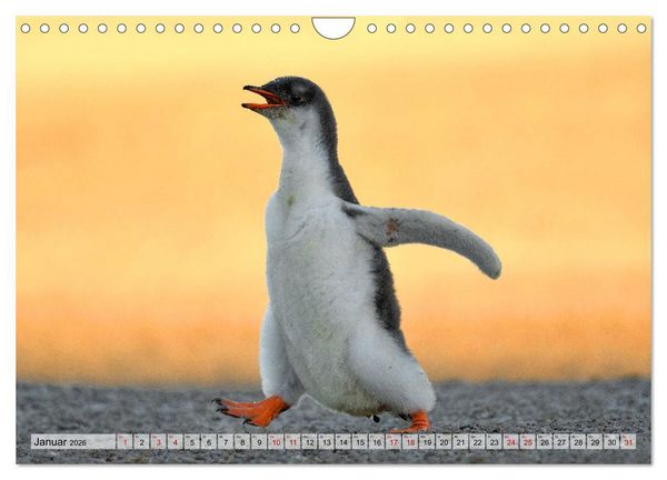 Produktbild: Pinguine der Falkland Inseln (Wandkalender 2026 DIN A4 quer), CALVENDO Monatskalender