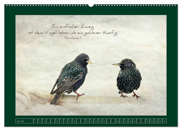 Produktbild: Stare und Weisheiten (hochwertiger Premium Wandkalender 2026 DIN A2 quer), Kunstdruck in Hochglanz