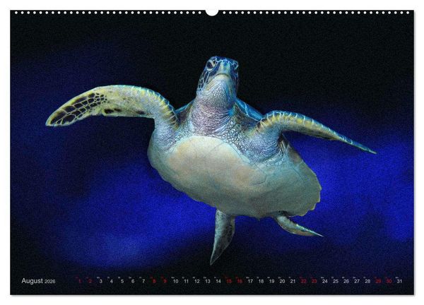 Produktbild: Artwork Unterwasser - Erlebnis Tauchen (hochwertiger Premium Wandkalender 2026 DIN A2 quer), Kunstdruck in Hochglanz