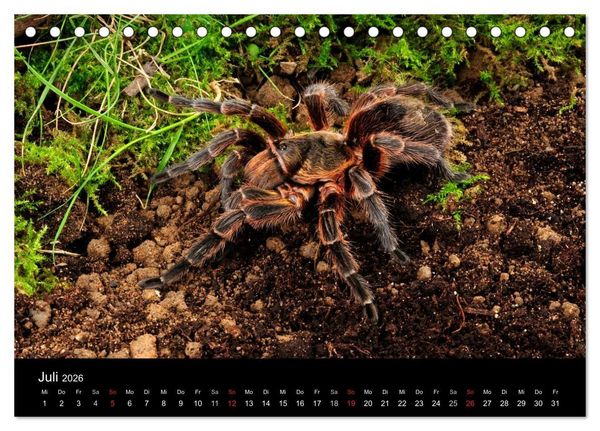 Produktbild: Vogelspinnen - Tarantulas (Tischkalender 2026 DIN A5 quer), CALVENDO Monatskalender