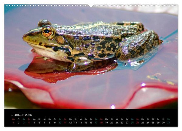 Produktbild: FROSCHBUCH (Wandkalender 2026 DIN A2 quer), CALVENDO Monatskalender