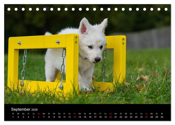 Produktbild: Wei&szlig;er Schweizer Sch&auml;ferhund - Ein Tag im Leben einer Hundefamilie (Tischkalender 2026 DIN A5 quer), CALVENDO Monatskalender