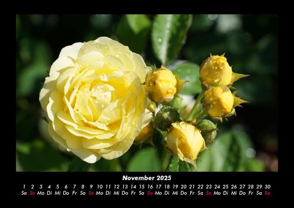 Produktbild: Rosen-Kalender 2025 Fotokalender DIN A3