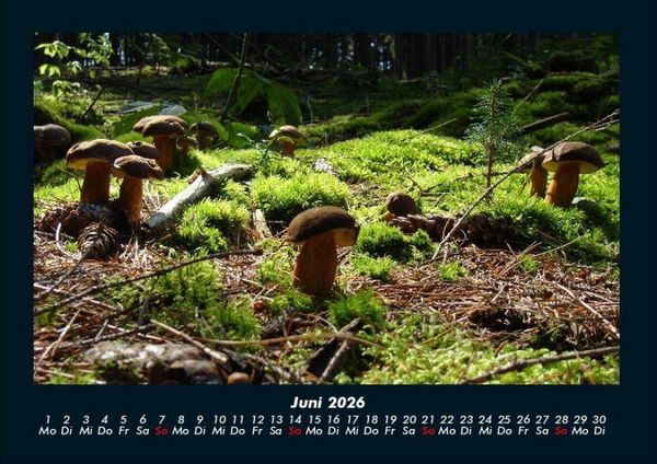 Produktbild: Pilzkalender 2026 Fotokalender DIN A4