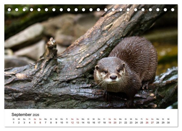 Produktbild: Otter - J&auml;ger an Fl&uuml;ssen und Seen (Tischkalender 2026 DIN A5 quer), CALVENDO Monatskalender
