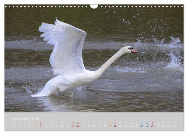 Produktbild: Schwanenfamilie, vom Ei bis zum Fliegen. (Wandkalender 2026 DIN A3 quer), CALVENDO Monatskalender