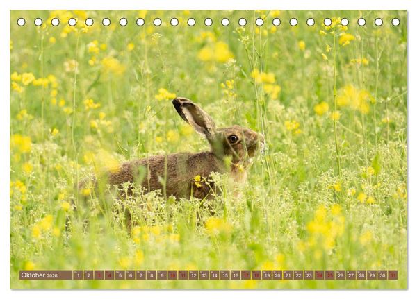 Produktbild: Feldhasen unterwegs in Wald und Flur (Tischkalender 2026 DIN A5 quer), CALVENDO Monatskalender