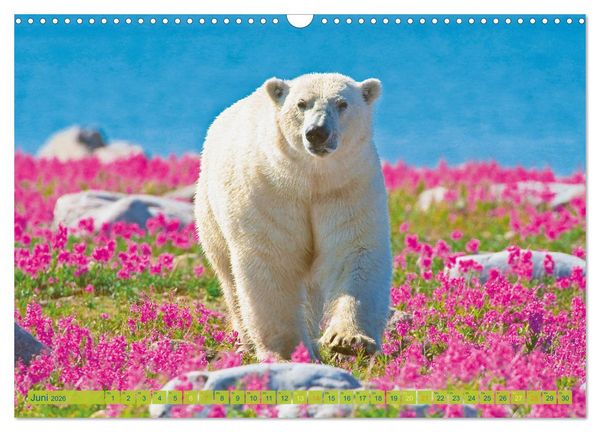 Produktbild: Eisb&auml;ren: Lebensk&uuml;nstler im Eis (Wandkalender 2026 DIN A3 quer), CALVENDO Monatskalender
