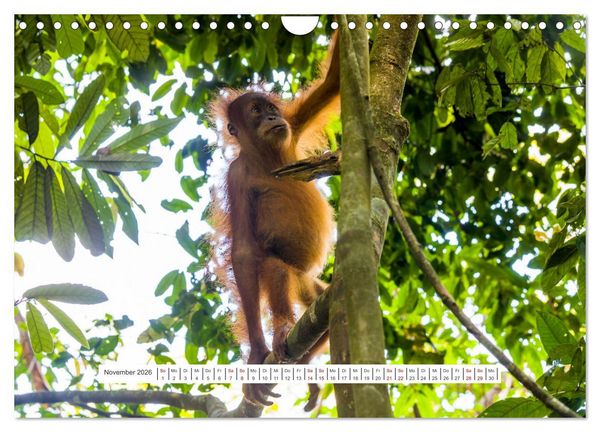 Produktbild: Gunung Leuser Nationalpark und seine Orang Utans (Wandkalender 2026 DIN A4 quer), CALVENDO Monatskalender