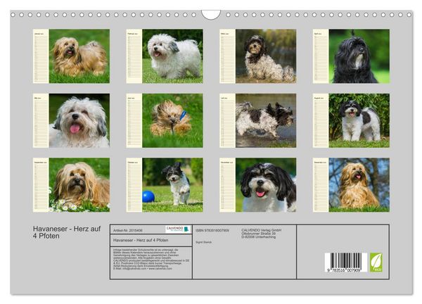 Produktbild: Havaneser - Herz auf 4 Pfoten (Wandkalender 2026 DIN A3 quer), CALVENDO Monatskalender