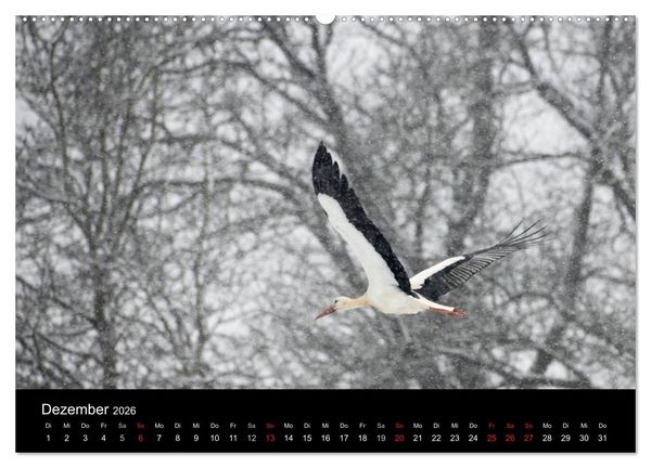 Produktbild: Ein Jahr bei den St&ouml;rchen (Wandkalender 2026 DIN A2 quer), CALVENDO Monatskalender