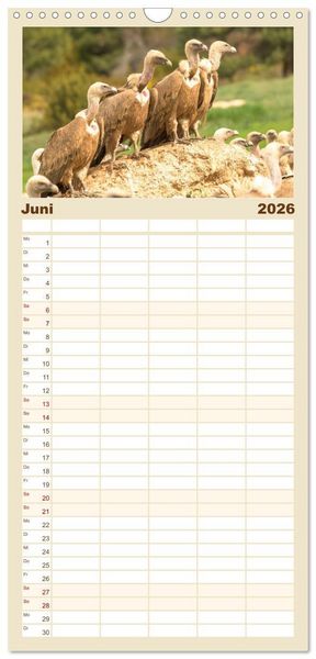 Produktbild: Familienplaner 2026 - Die Geier sind los mit 5 Spalten (Wandkalender, 21 x 45 cm) CALVENDO