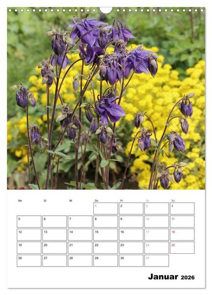 Produktbild: Zauberhafte Akeleien (Wandkalender 2026 DIN A3 hoch), CALVENDO Monatskalender