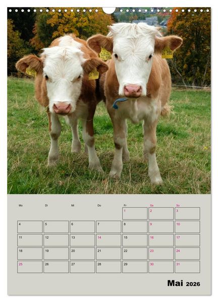 Produktbild: Kuhportraits Hornk&uuml;he (Wandkalender 2026 DIN A3 hoch), CALVENDO Monatskalender