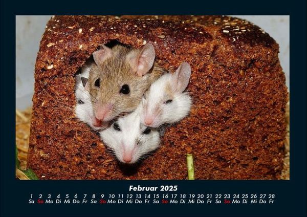 Produktbild: Tierkalender 2025 Fotokalender DIN A4
