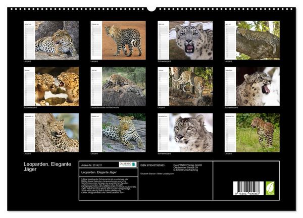 Produktbild: Leoparden. Elegante J&auml;ger (hochwertiger Premium Wandkalender 2026 DIN A2 quer), Kunstdruck in Hochglanz