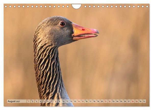Produktbild: Gans sch&ouml;n wild (Wandkalender 2027 DIN A4 quer), CALVENDO Monatskalender