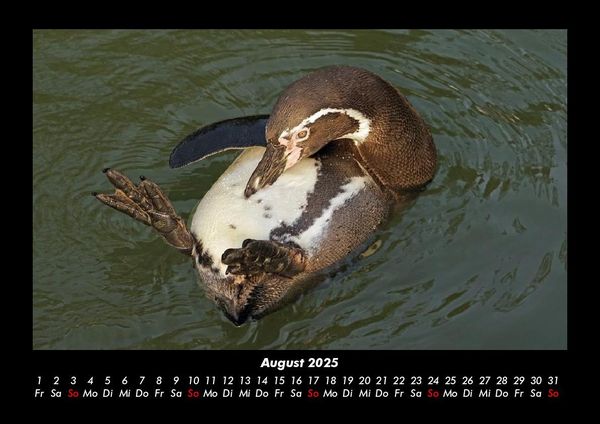 Produktbild: Pinguine & Eisb&auml;ren 2025 Fotokalender DIN A3