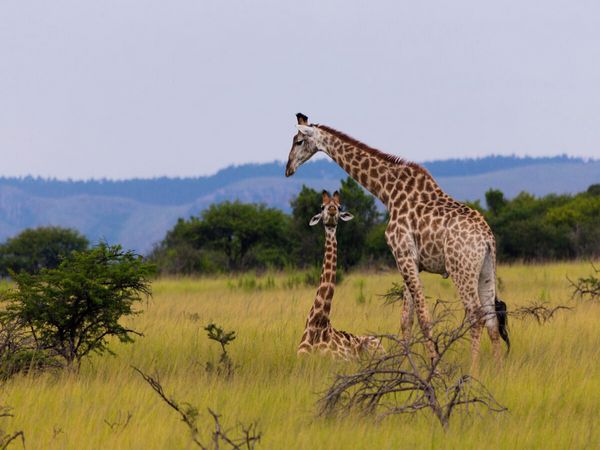 Produktbild: CALVENDO Puzzle Unterwegs im Caprivi-Streifen, Namibia | 1000 Teile Lege-Gr&ouml;&szlig;e 64x48cm Foto-Puzzle f&uuml;r gl&uuml;ckliche Stunden