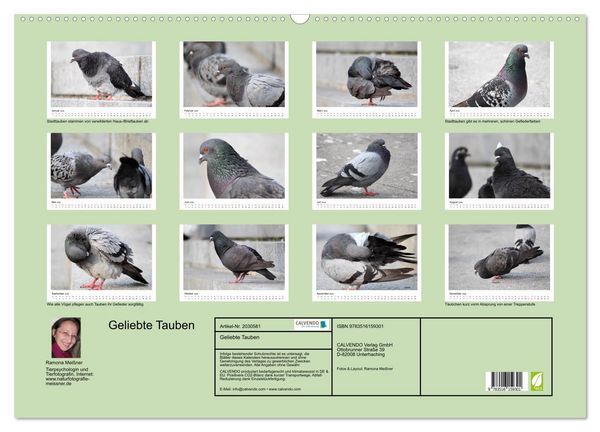 Produktbild: Geliebte Tauben (Wandkalender 2026 DIN A2 quer), CALVENDO Monatskalender