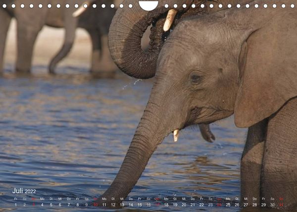 Produktbild: S&uuml;dliches Afrika (Wandkalender 2022 DIN A4 quer)