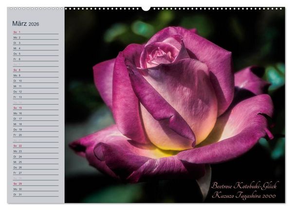 Produktbild: Kurf&uuml;rstliche Rosen Eltville am Rhein (Wandkalender 2026 DIN A2 quer), CALVENDO Monatskalender