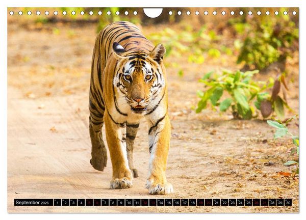 Produktbild: Indien - Im Reich des Tigers (Wandkalender 2026 DIN A4 quer), CALVENDO Monatskalender