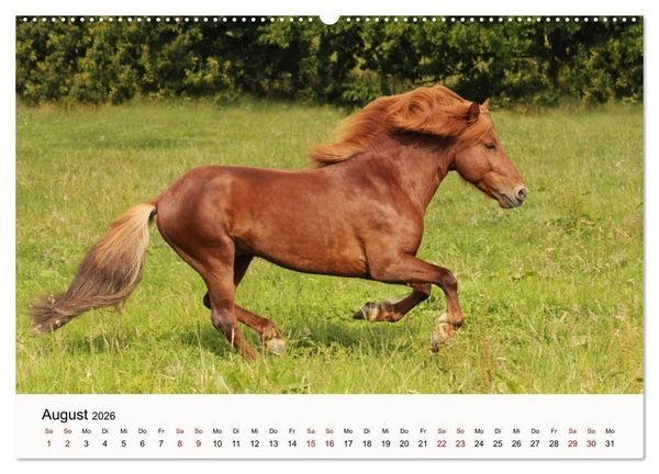 Produktbild: Isl&auml;nder - icelandic horses (Wandkalender 2026 DIN A2 quer), CALVENDO Monatskalender