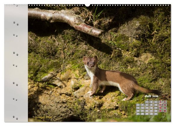 Produktbild: Tierspuren in der Natur (hochwertiger Premium Wandkalender 2026 DIN A2 quer), Kunstdruck in Hochglanz
