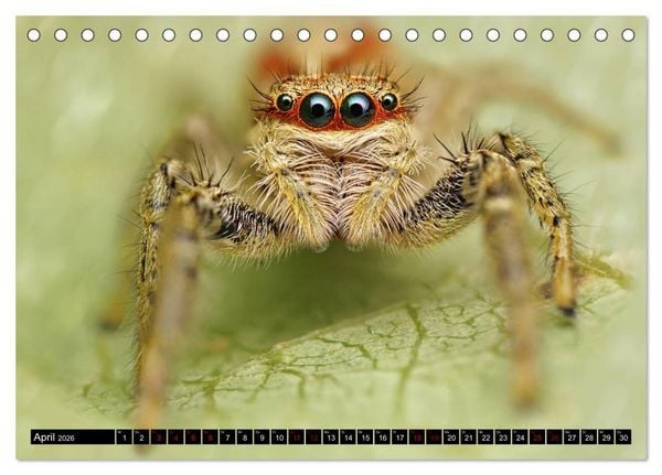 Produktbild: Faszination Makrofotografie: Springspinnen (Tischkalender 2026 DIN A5 quer), CALVENDO Monatskalender